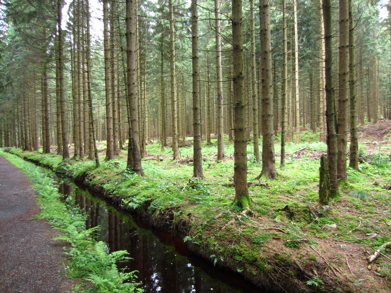 Dammgraben
