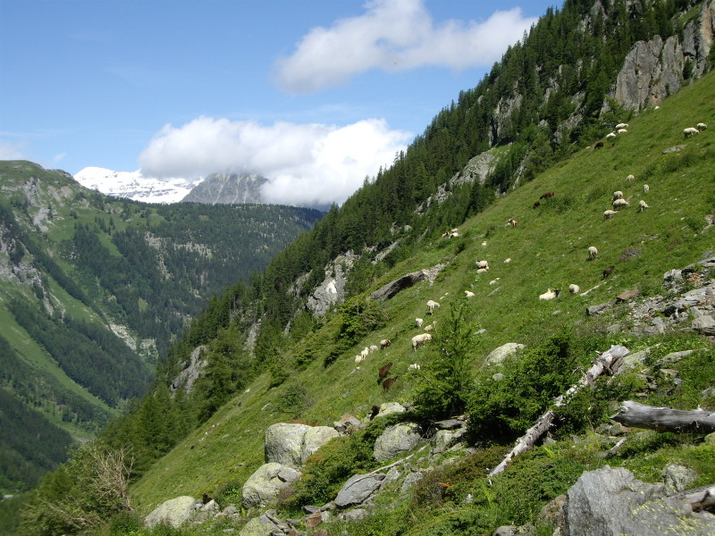 mot Fenêtre d'Arpette