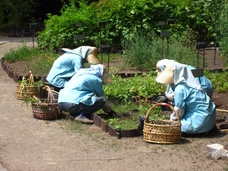 botaniska trädgården