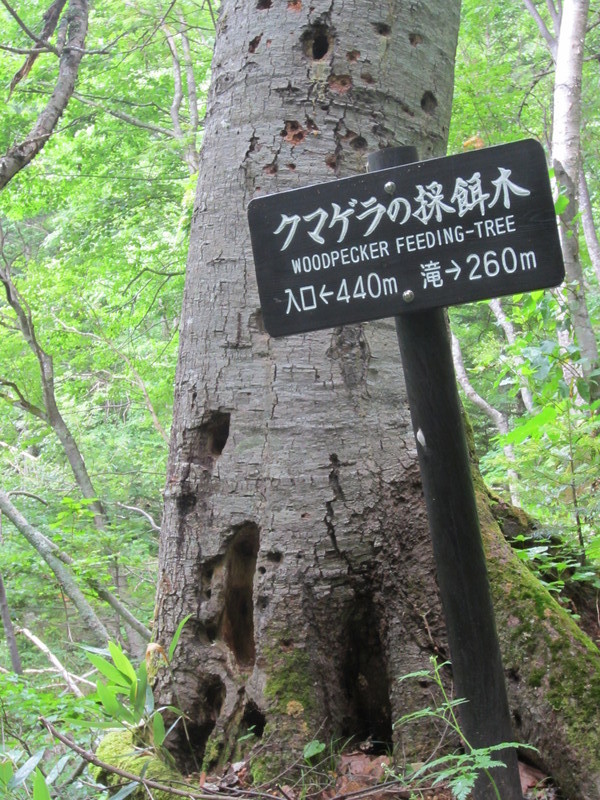 woodpecker feeding tree